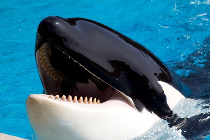 A large killer whale.