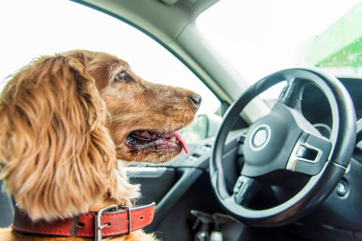dog in driver's seat of car