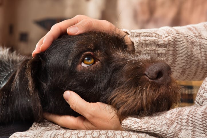 Dog staring lovingly at owner.