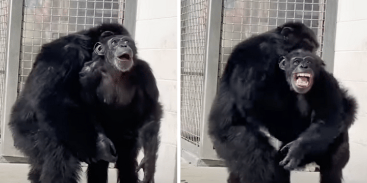 vanilla chimp seeing sky for first time