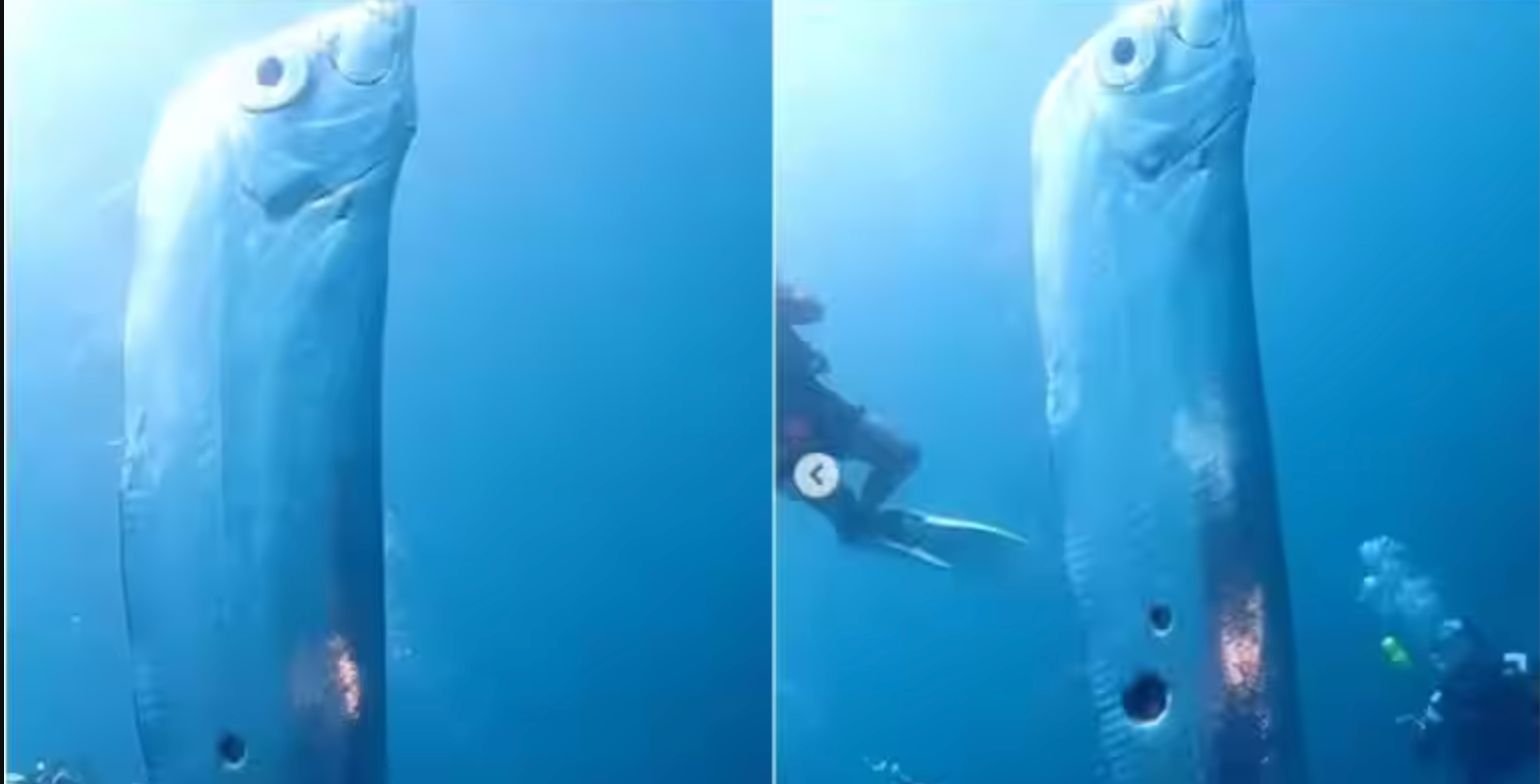 divers encounter oarfish