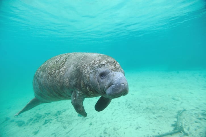 Manatee swimming in blue water.