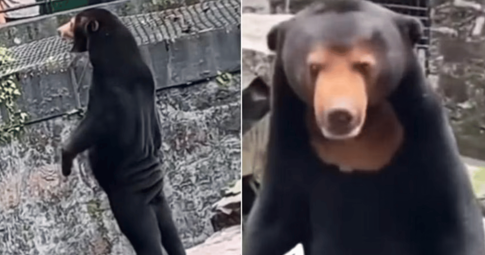 sun bear man in costume