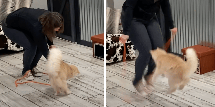 jump-roping cat kit kat