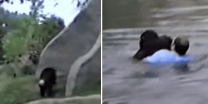 man rescues chimp from zoo