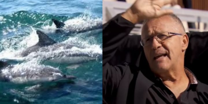 Khosrow Khosravani with dolphin pod