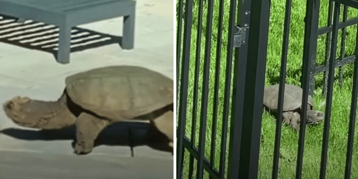 giant snapping turtle in yard