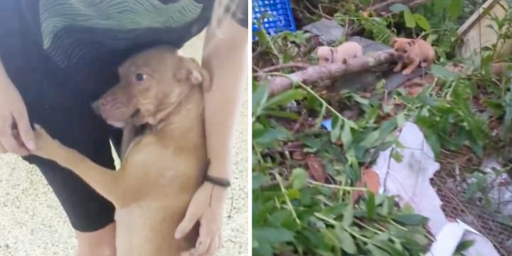 dog begs woman for help with puppies