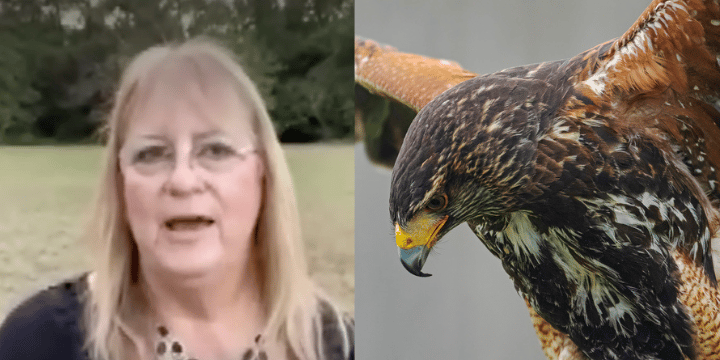 woman attacked by snake, hawk