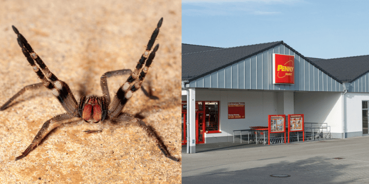 brazilian wandering spider penny markt