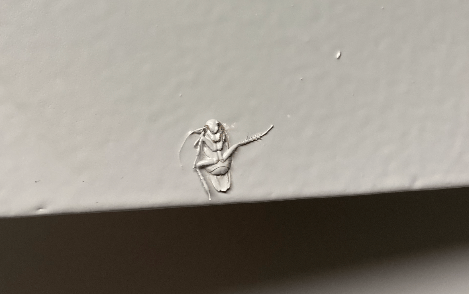 landlord paints over cockroach