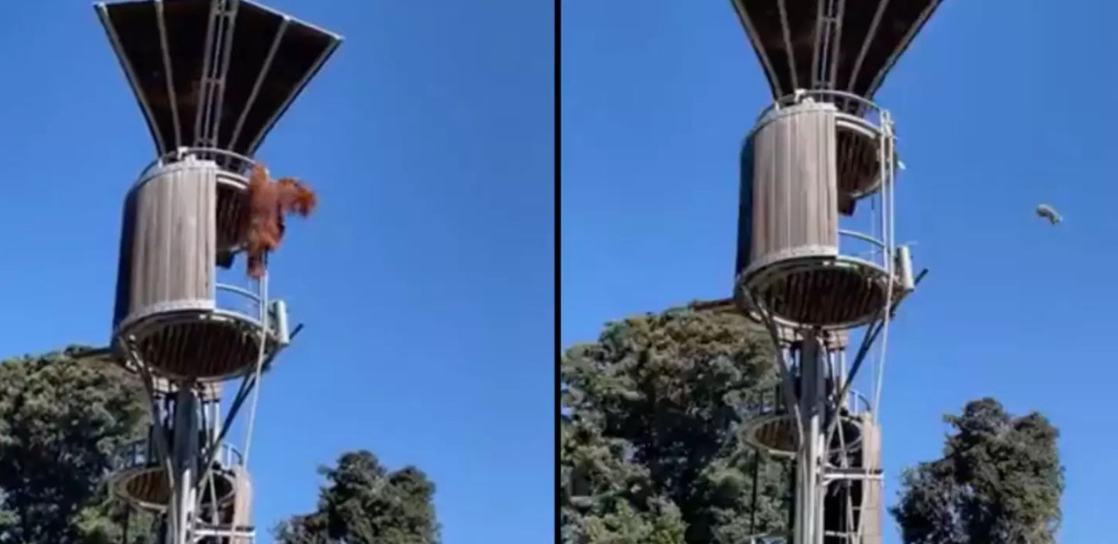 orangutan in australia launches possum