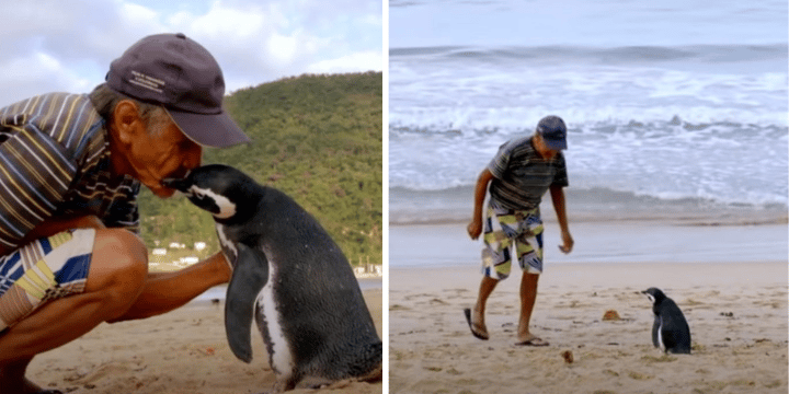 man kisses penguin on beach