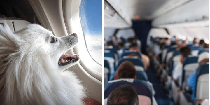 Dog on airplane; plane seats.
