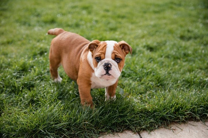 Bulldog puppy in grass outside.