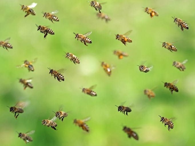 Swarm of honey bees flying through air.