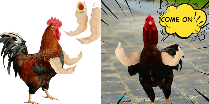 middle finger chicken arms