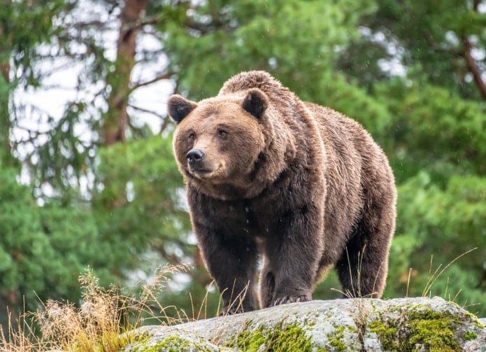 Brown bear standing on rock.