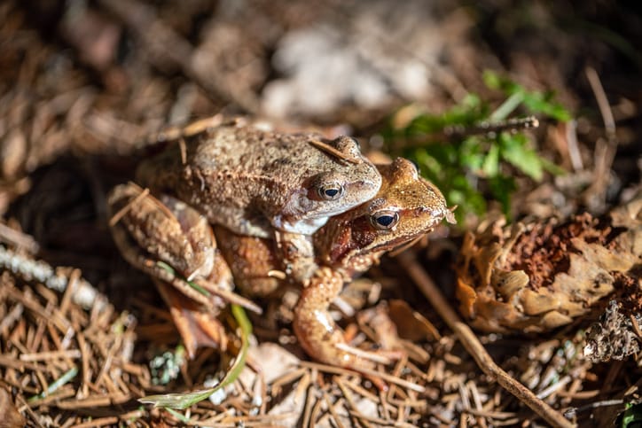 Female Frogs Fake Their Own Death To Avoid Unwanted Attention From Males, Study Shows