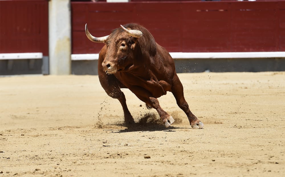 Angry,Bull,Red,In,Spain