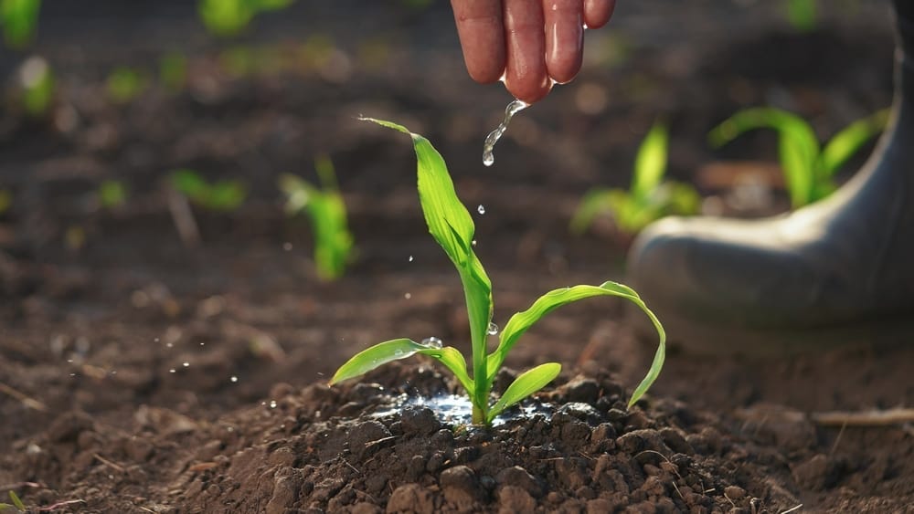 Man watering his garden.