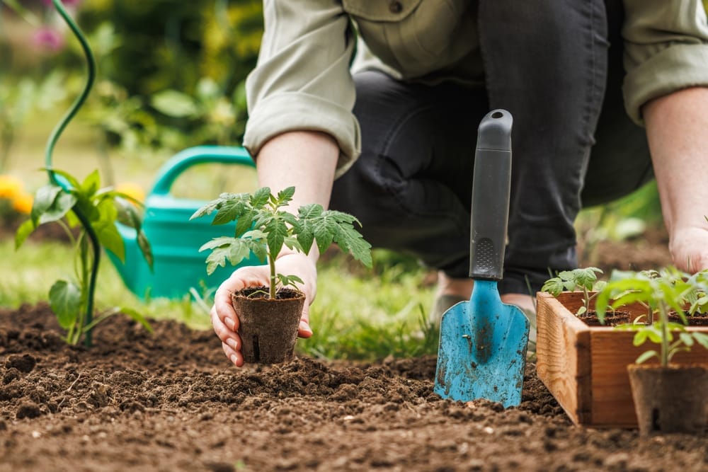Woman planting in her garden.