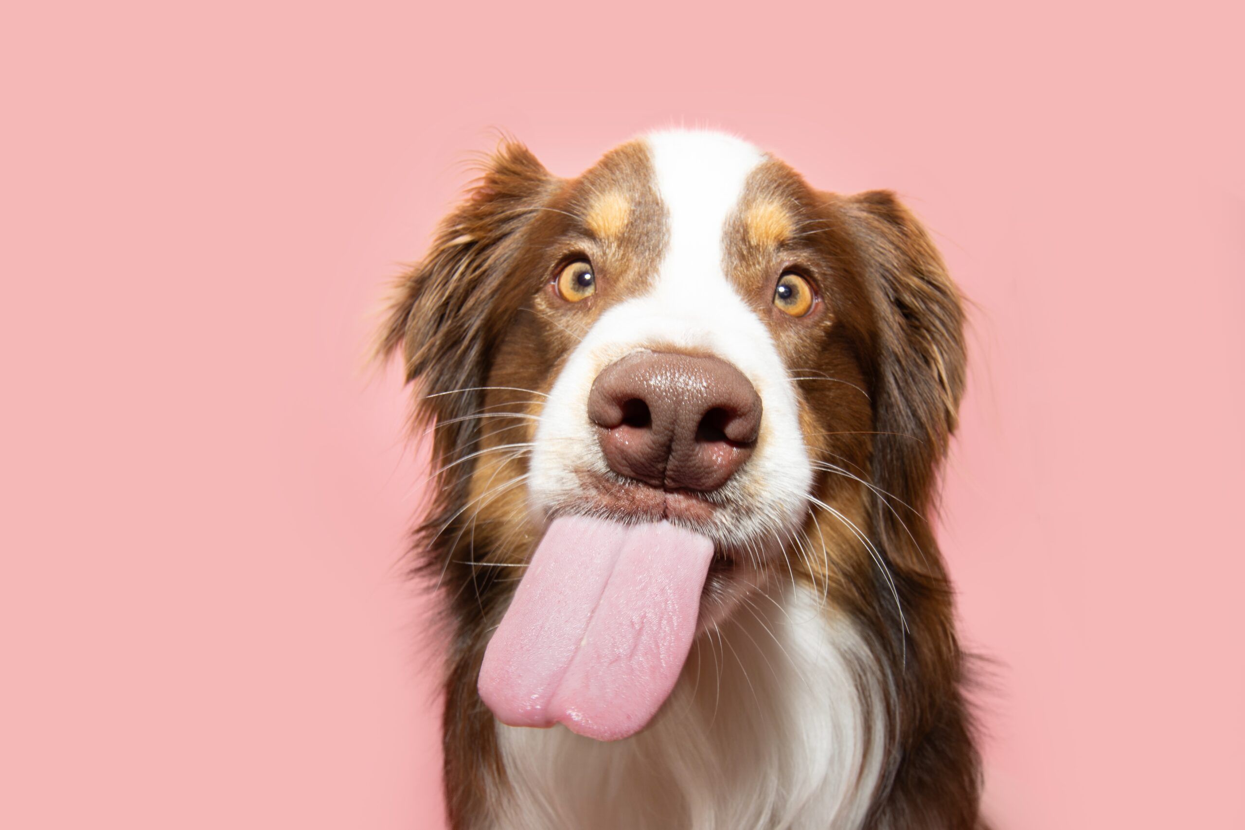 Cute dog with his tongue out.