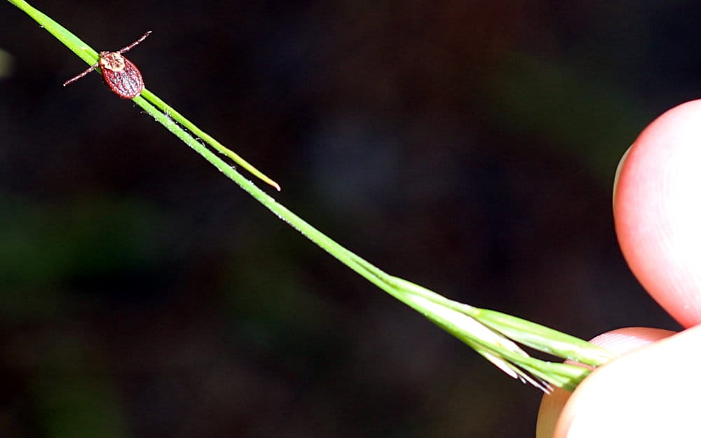 A tick on a blade of grass.