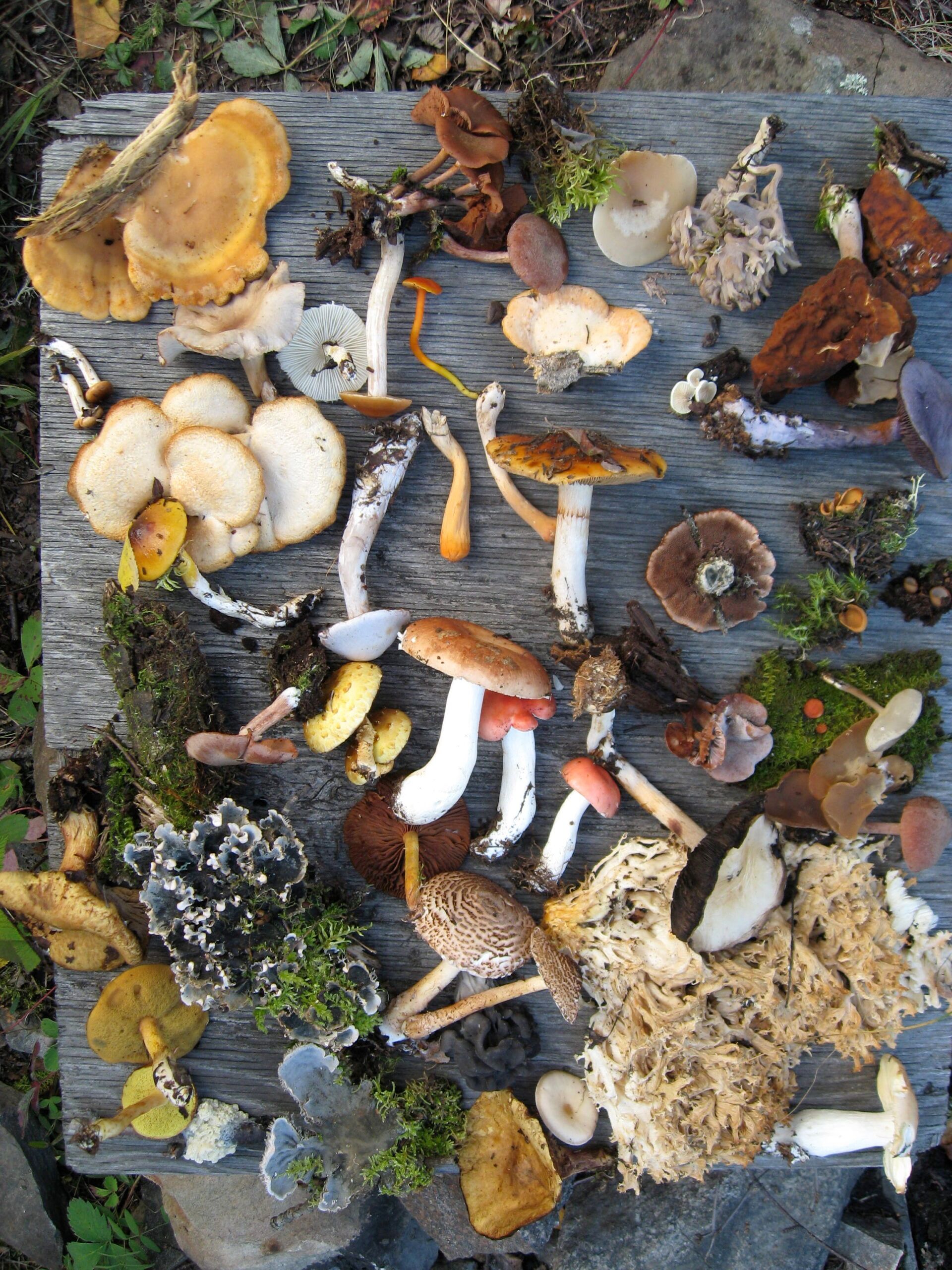 An example of biodiversity.