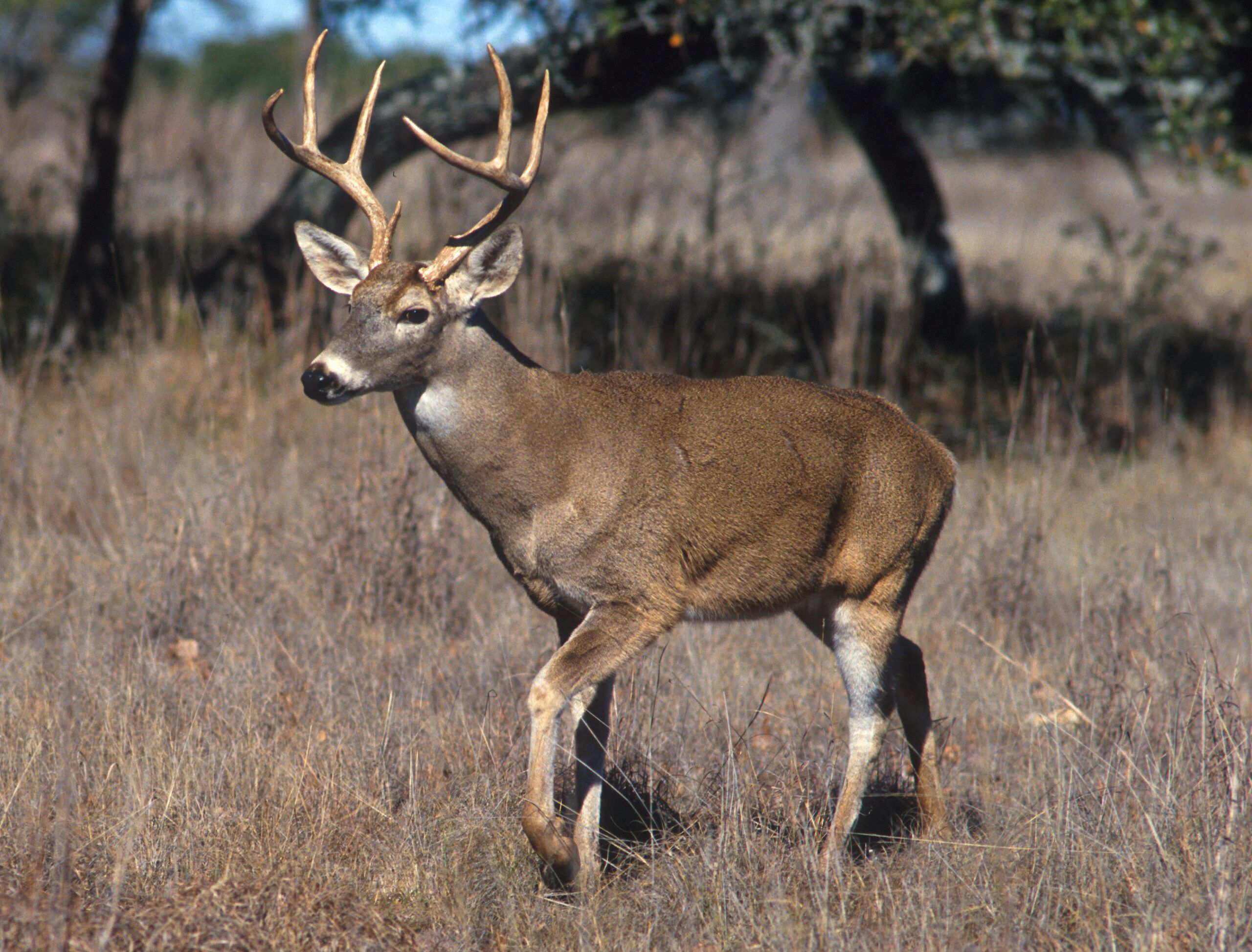 A white tailed deer.