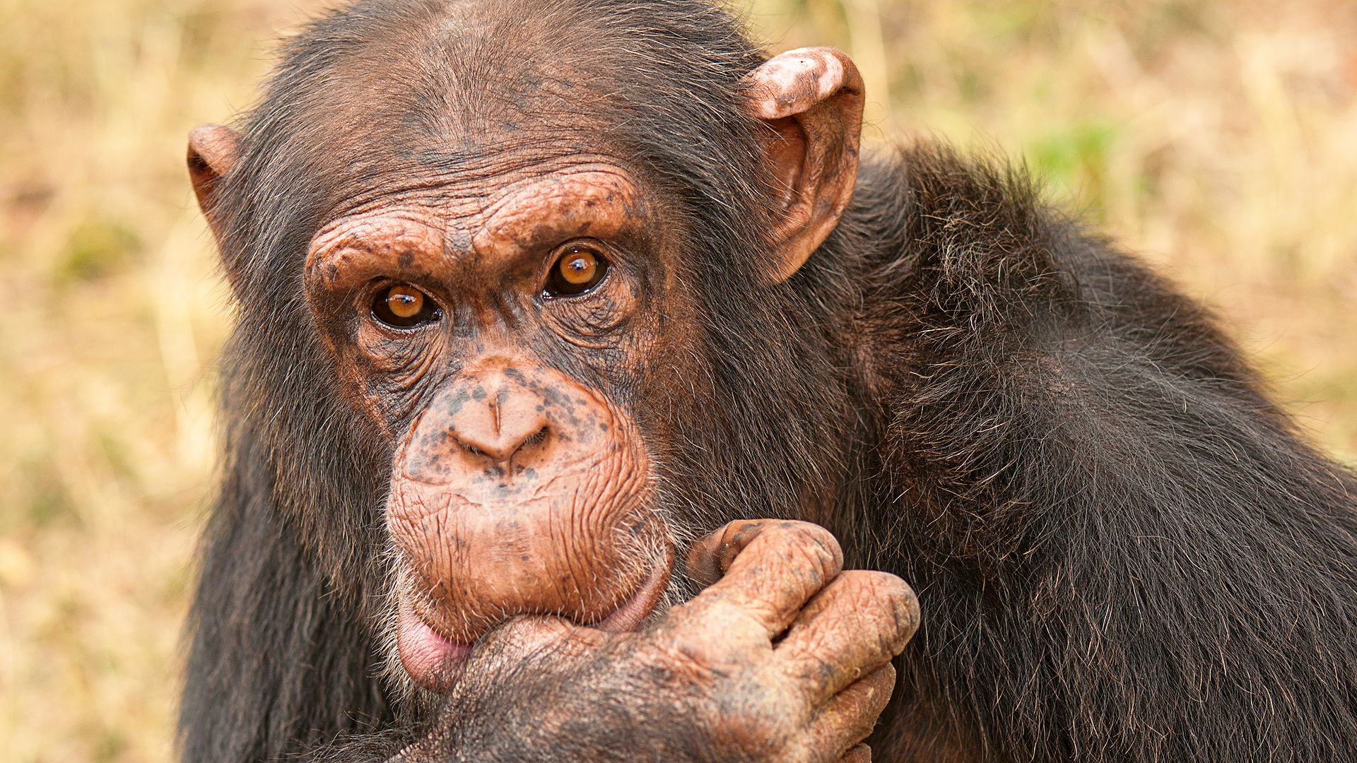 A chimpanzee in the wild. 