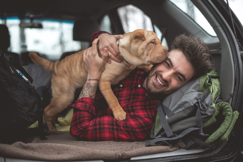 cute guy puppy car