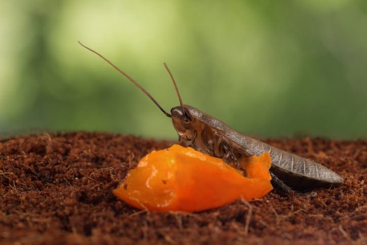 Cockroach in nature.