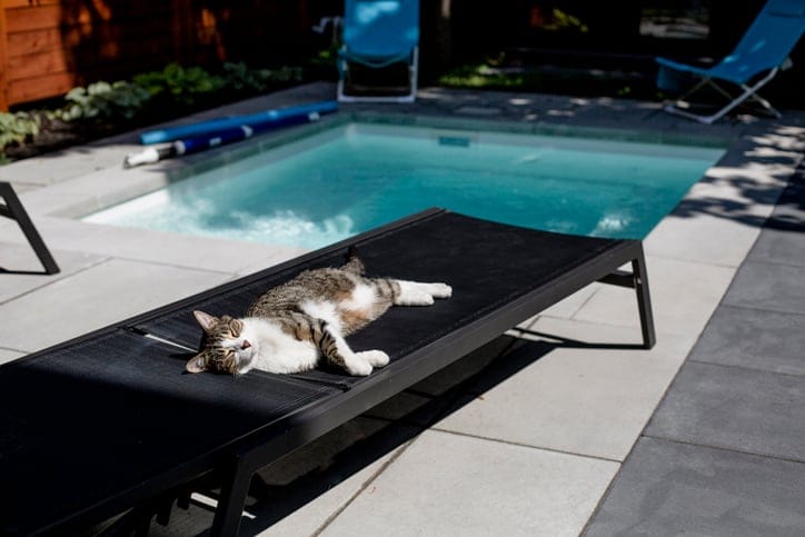 Want To Spoil Your Cat? Get Them A Catio
