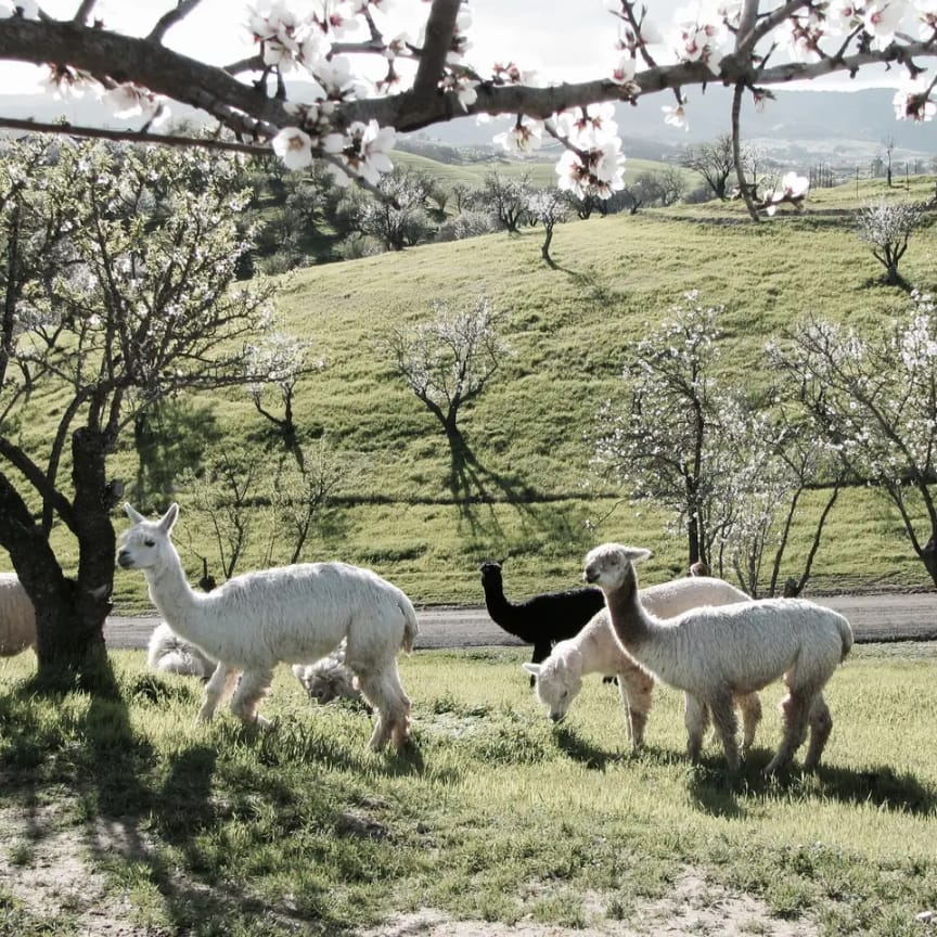 Alpaca Your Bags For A Trip To This Airbnb At A Working Alpaca Ranch