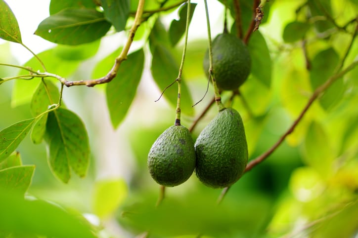 Avocado tree.