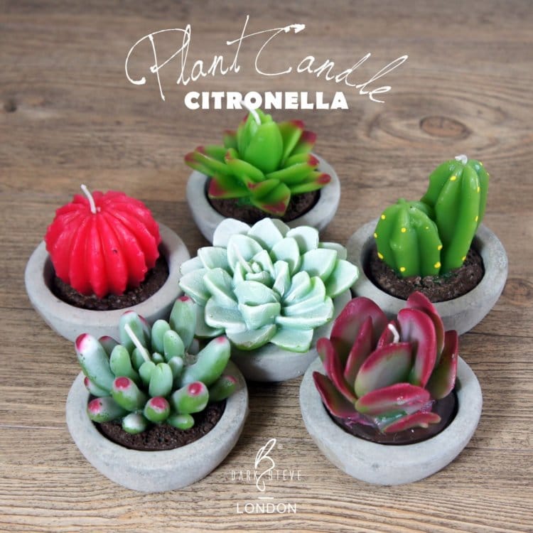 succulent citronella candle