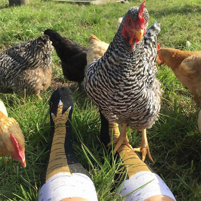 chicken leg socks