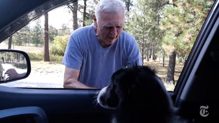 missing dog