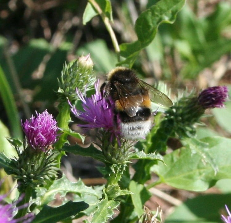 bumblebee butts