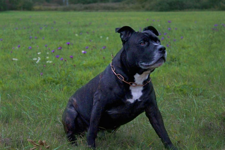Dog Finds Risque Toy On Her Walk And Owners Are Horrified She Won’t Let Go