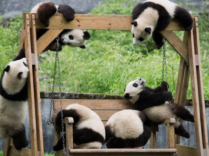 panda daycare