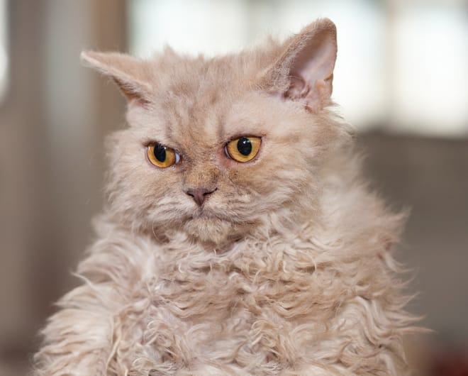 poodle cat