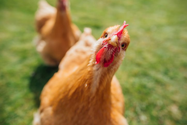 Keep Your Chicken Warm With This Cozy Christmas Sweater Made Especially For Them