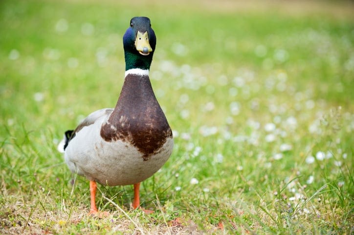 Duck in a meadow.