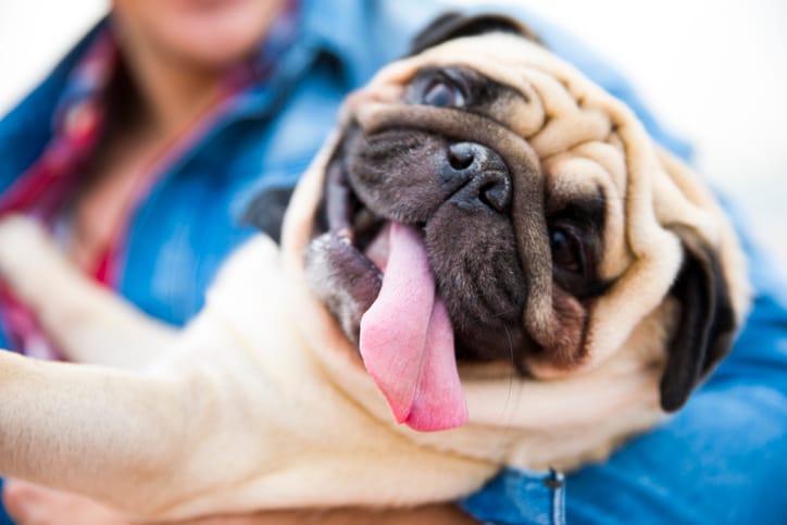 pug MRI