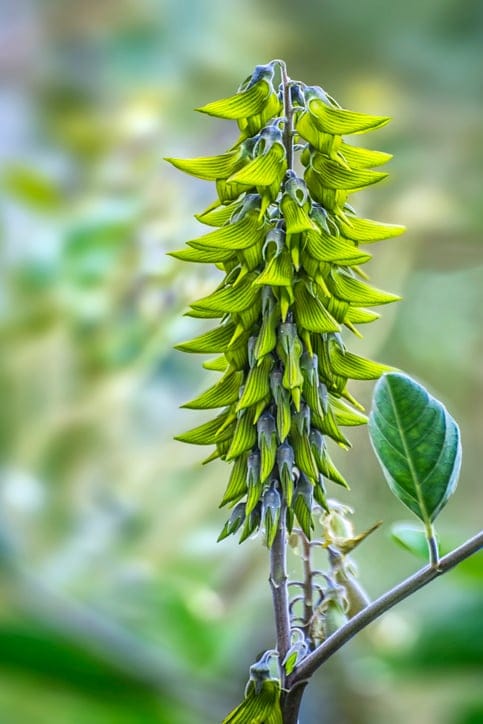 hummingbird flower