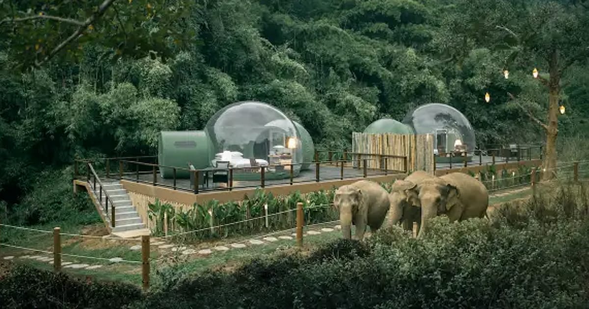 jungle elephants thailand