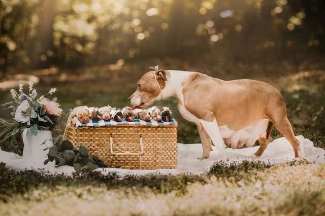 pit bull maternity photoshoot