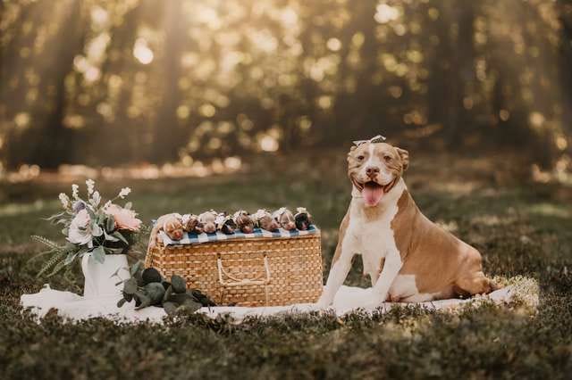 pit bull maternity photo shoot